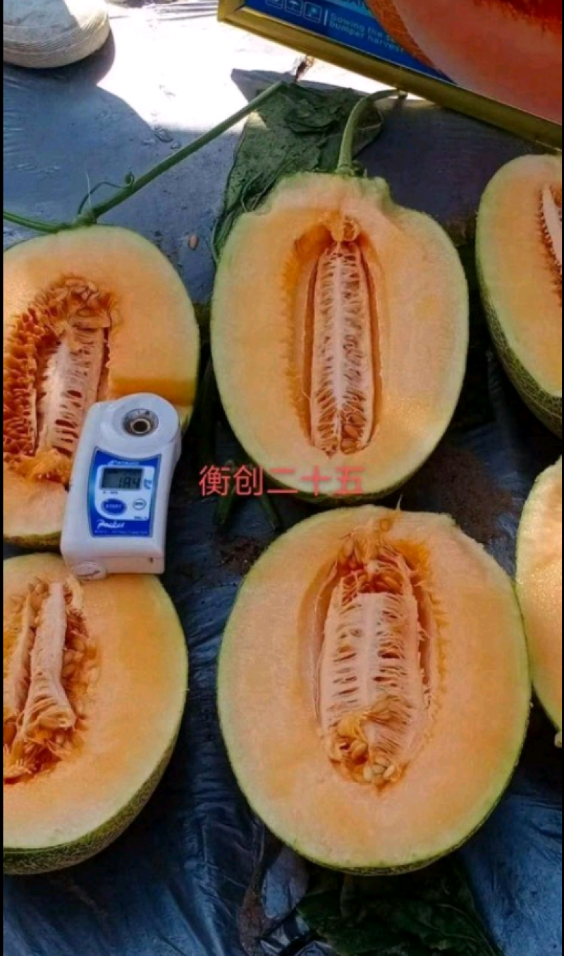 都知蜜2号哈蜜瓜种子抗病抗裂含糖量高大果型易管理囗感松脆