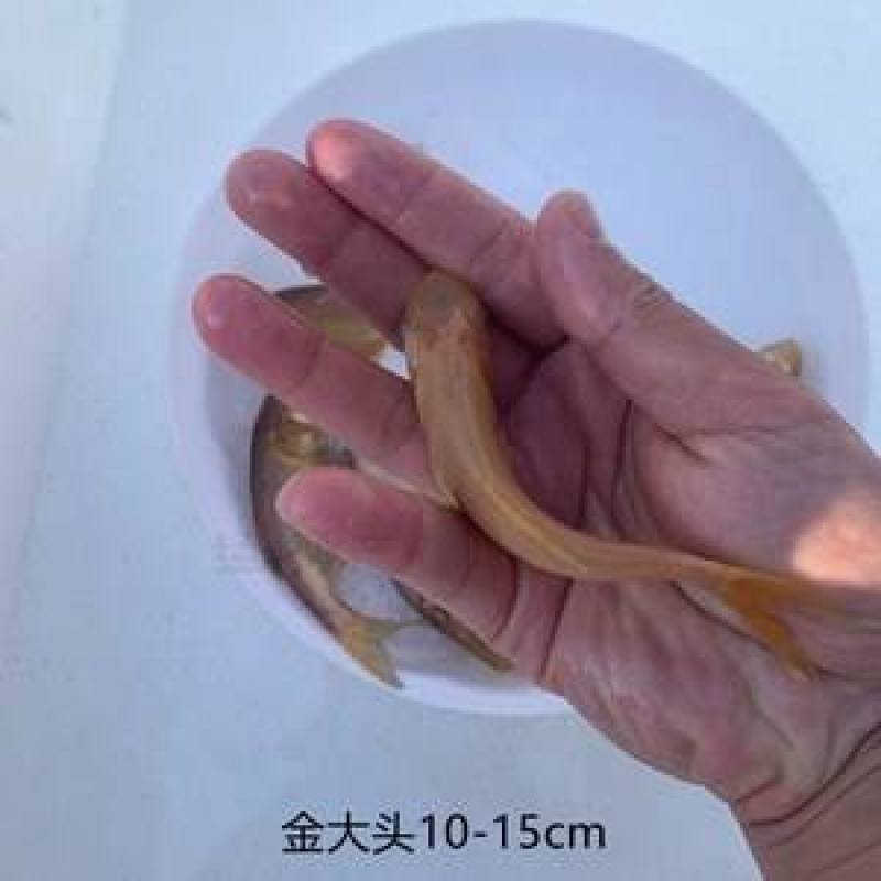 鳙鱼