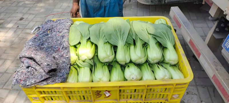 油菜地头上海青油菜，大颗中颗。