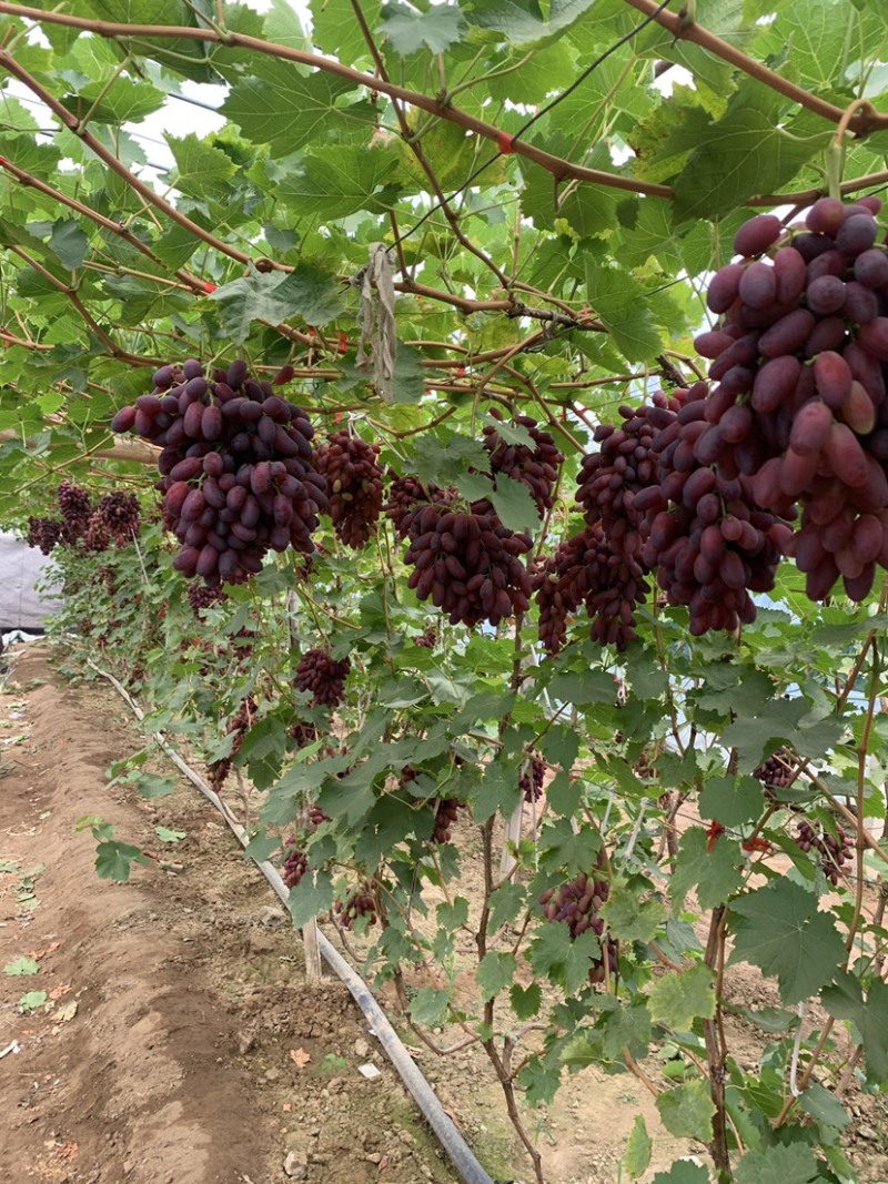 莎儿葡萄果串大口感脆甜原产地发货