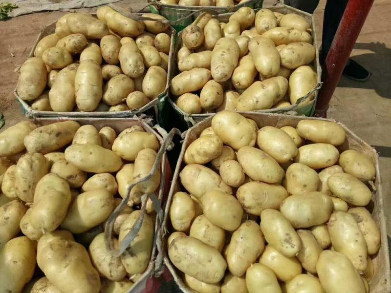 黄心荷兰土豆，质量好，价格便宜，箱货，袋装都有，需要联系