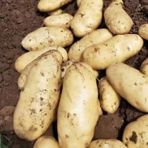 黄心荷兰土豆，质量好，价格便宜，箱货，袋装都有，需要联系