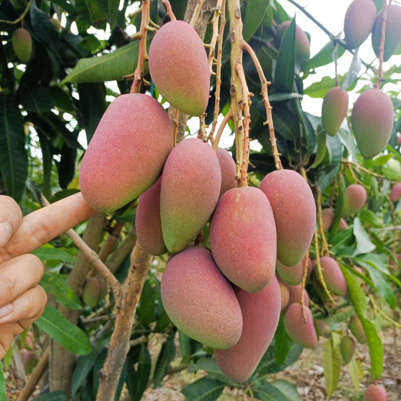 贵妃芒，大小果……市场货，电商货，大量供应