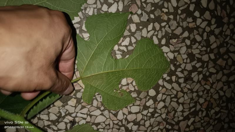 我想卖药材