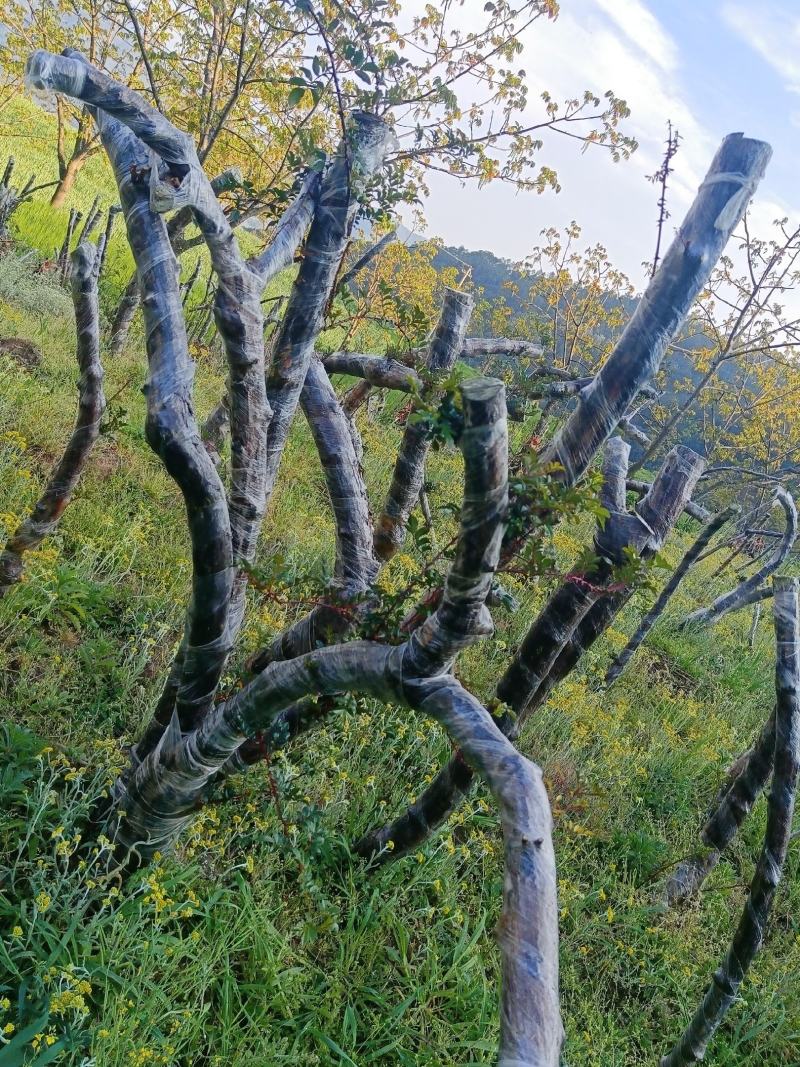 月季老桩，山木香基地直发一手货源成活率高