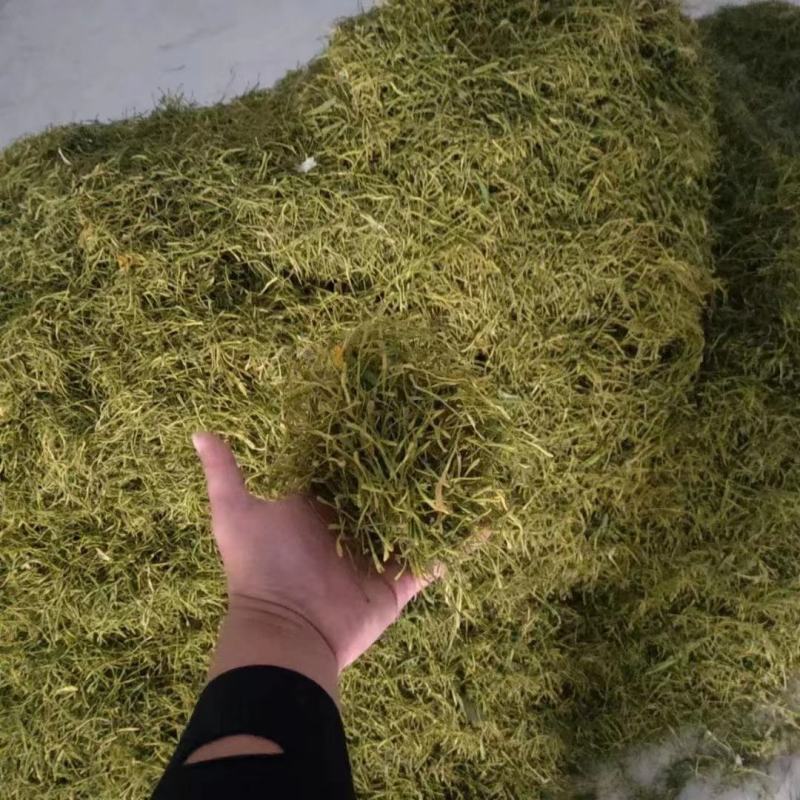 长期有货一手货源各种新鲜金银花干货