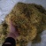 长期有货一手货源各种新鲜金银花干货