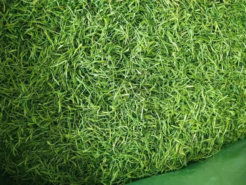 长期有货一手货源各种新鲜金银花干货