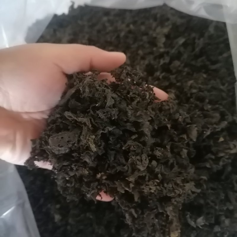 精品地皮菜