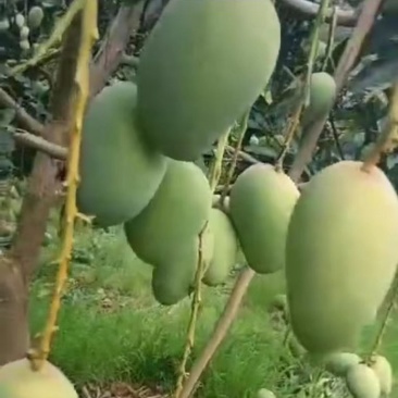 广西百色芒果台农，象牙，桂七