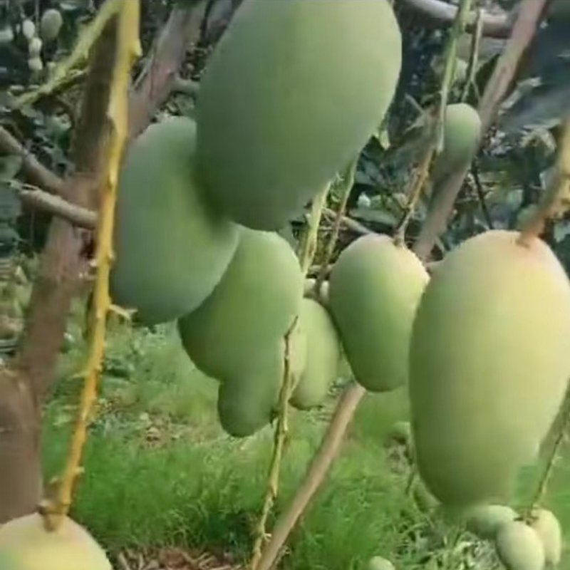 广西百色芒果台农，象牙，桂七