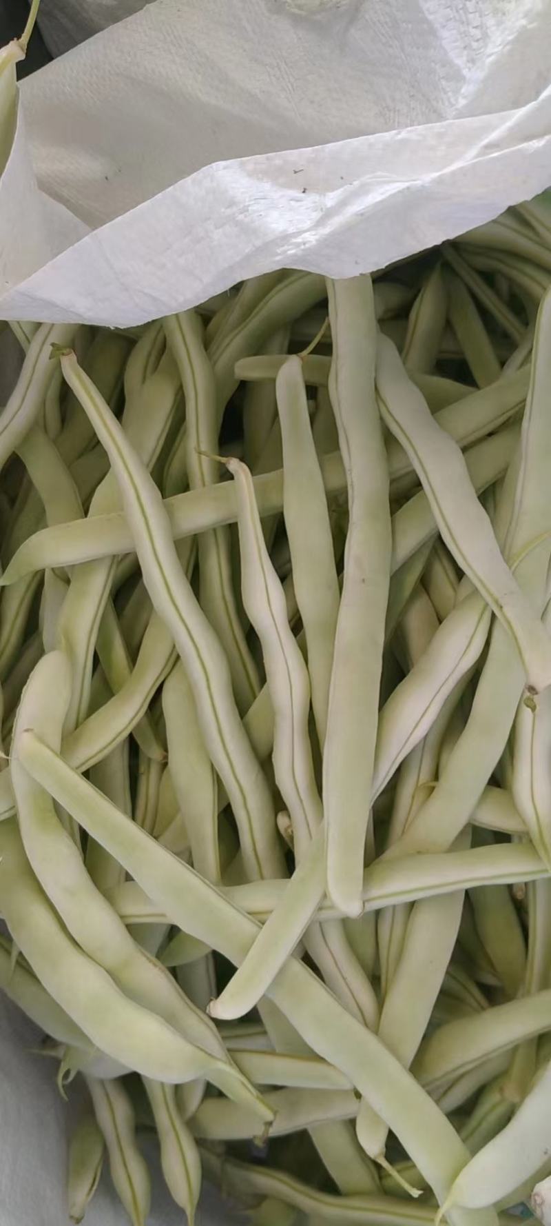 各种豆角豆角便宜了