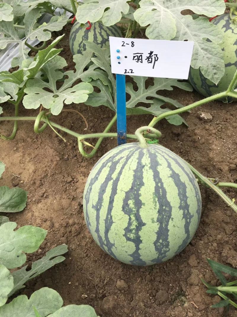 金美都西瓜种子抗病抗裂大红瓤耐重茬囗感酥脆易坐果6千公斤