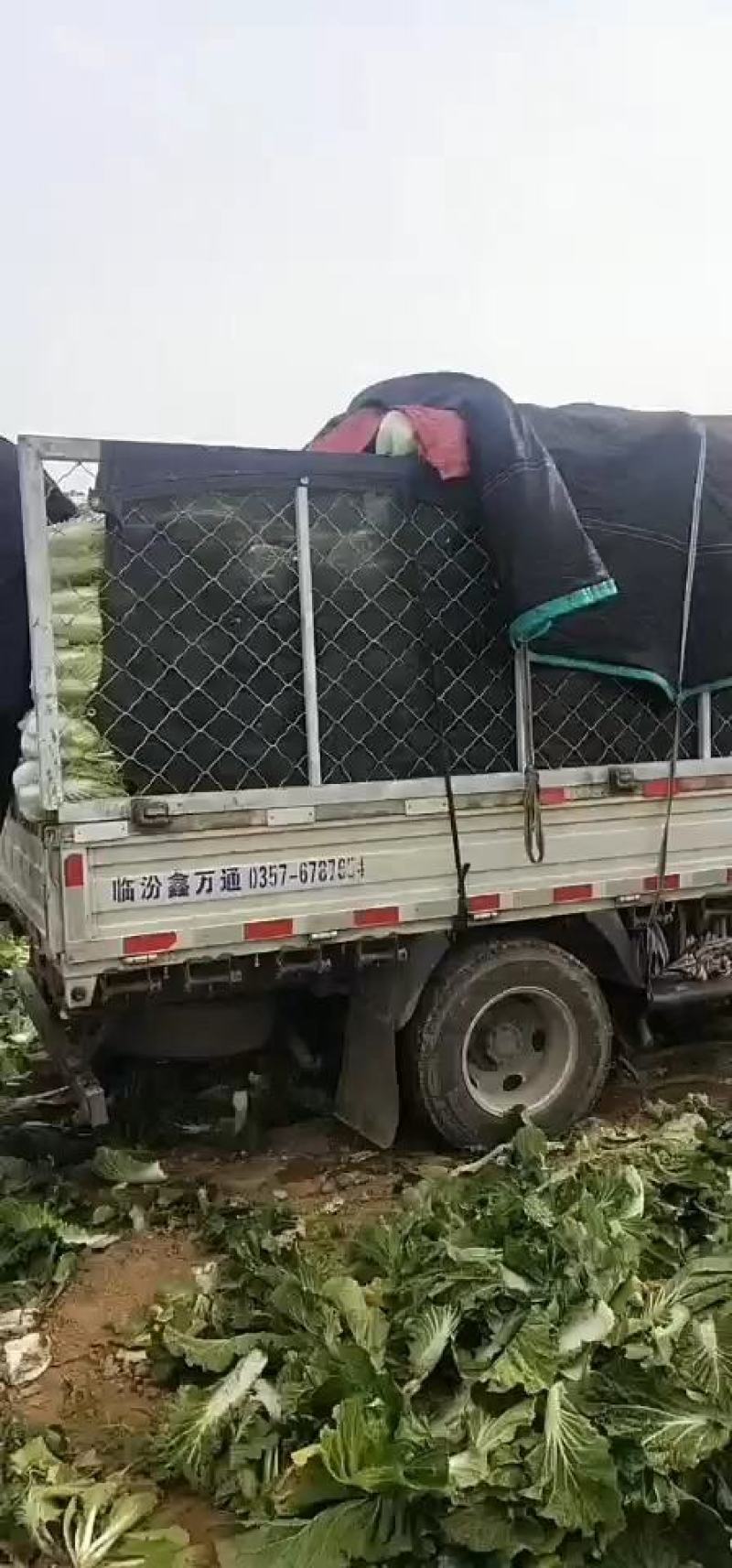 白菜