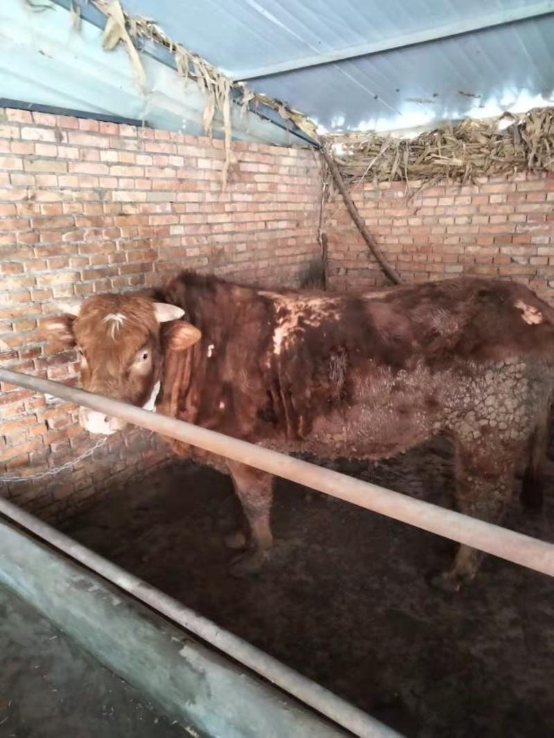 西门杂交架子牛，价格便宜，17.5元一斤