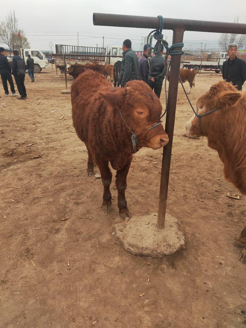 西门杂交架子牛，价格便宜，17.5元一斤