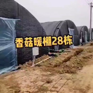 河北飞龙众科大棚棉被，厂家直销，诚信经营！质量杠杠滴！！