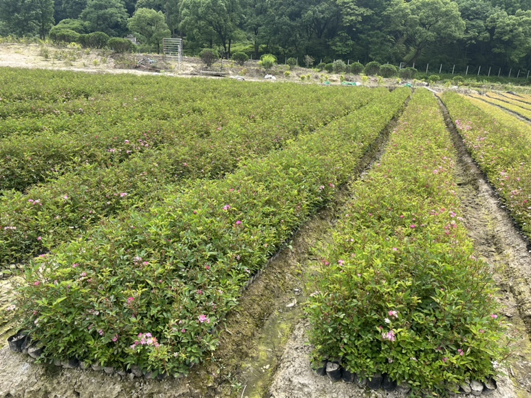 百合种植基地实景图