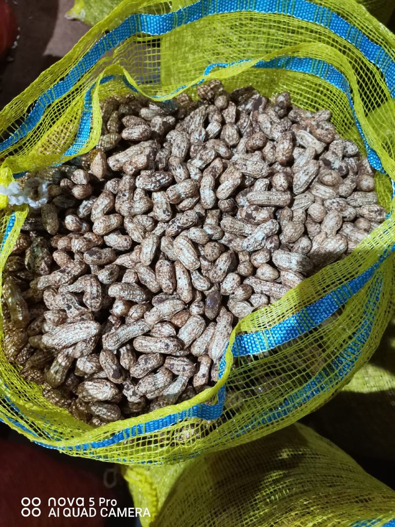 广东省徐闻县精品白米花生，一手货源，品质保证。