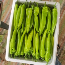 尖椒大量上市，30厘米黄中辣每天有货，
