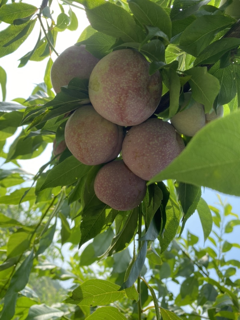 广西平南红肉三华李，保质保量大量上市中！（实力代办）