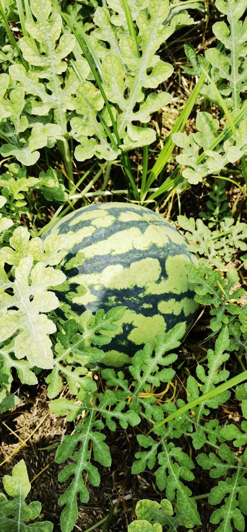神奥果美西瓜种子果肉大红色14度6000公斤二茬三茬瓜都