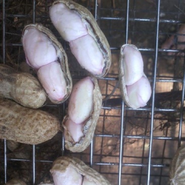 广东省徐闻县精品白米花生，一手货源，品质保证。
