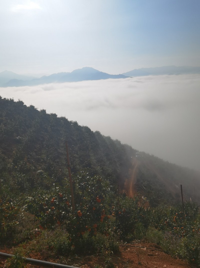 柑橘直销