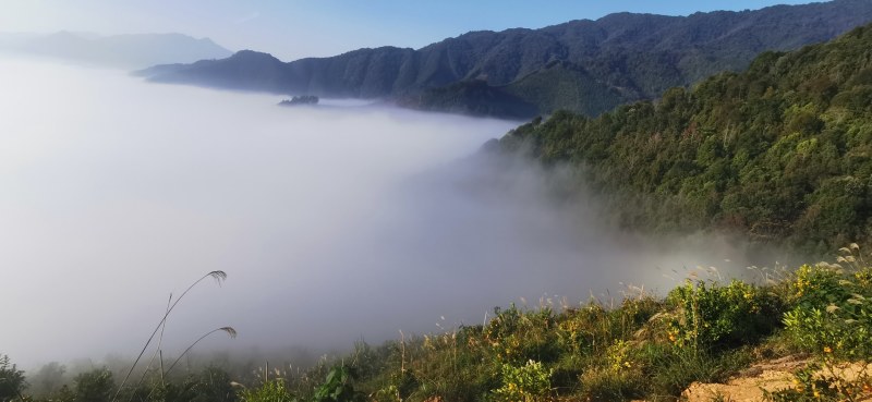 柑橘直销
