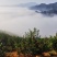 柑橘直销