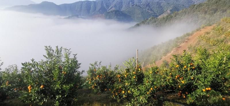 柑橘直销