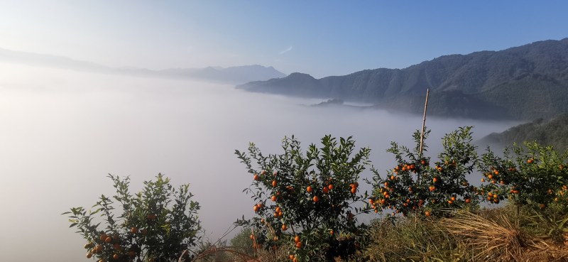 柑橘直销