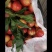 湖北精品油桃，规格齐全，口感脆甜，代发全国。