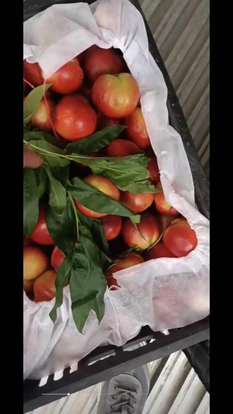湖北精品油桃，规格齐全，口感脆甜，代发全国。