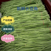 扬州邗江农家自种长豆角，欢迎各地客商前来收购。