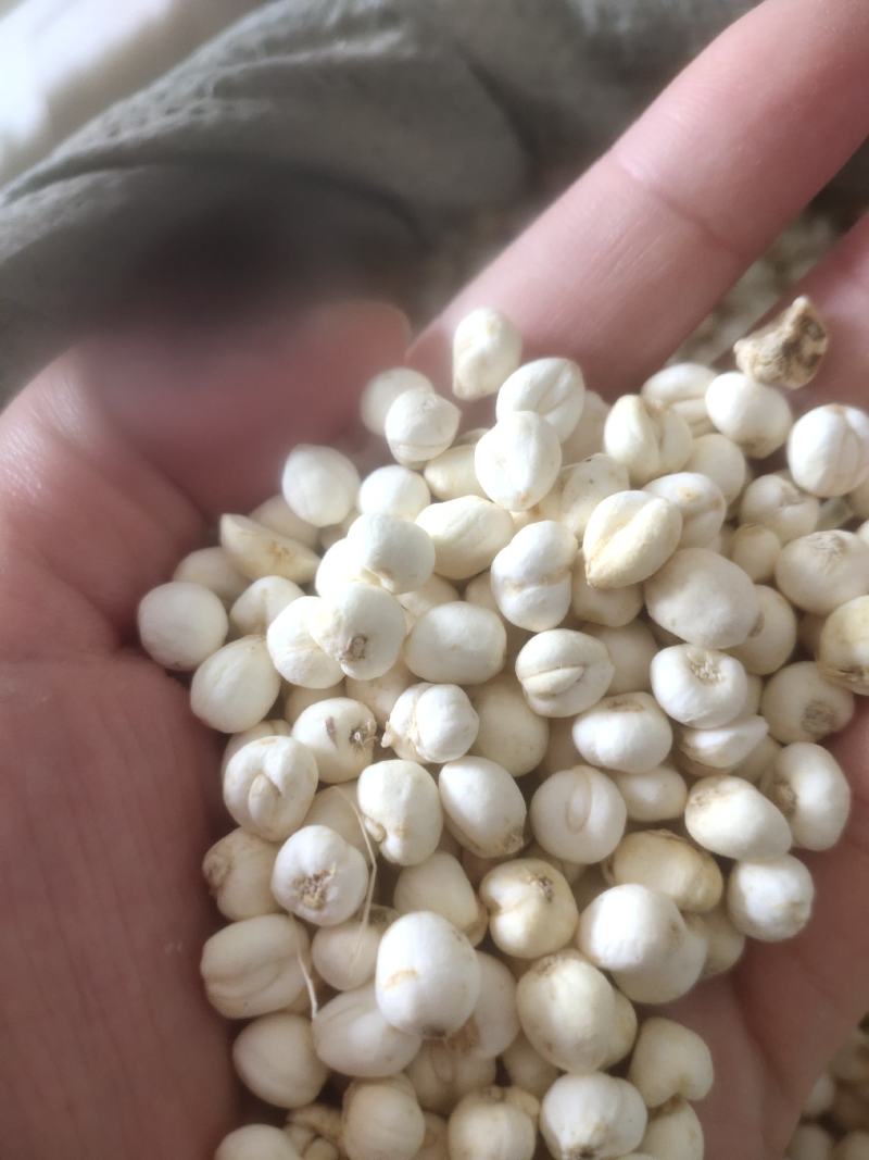 平贝浙贝贝母选装平贝母0.8