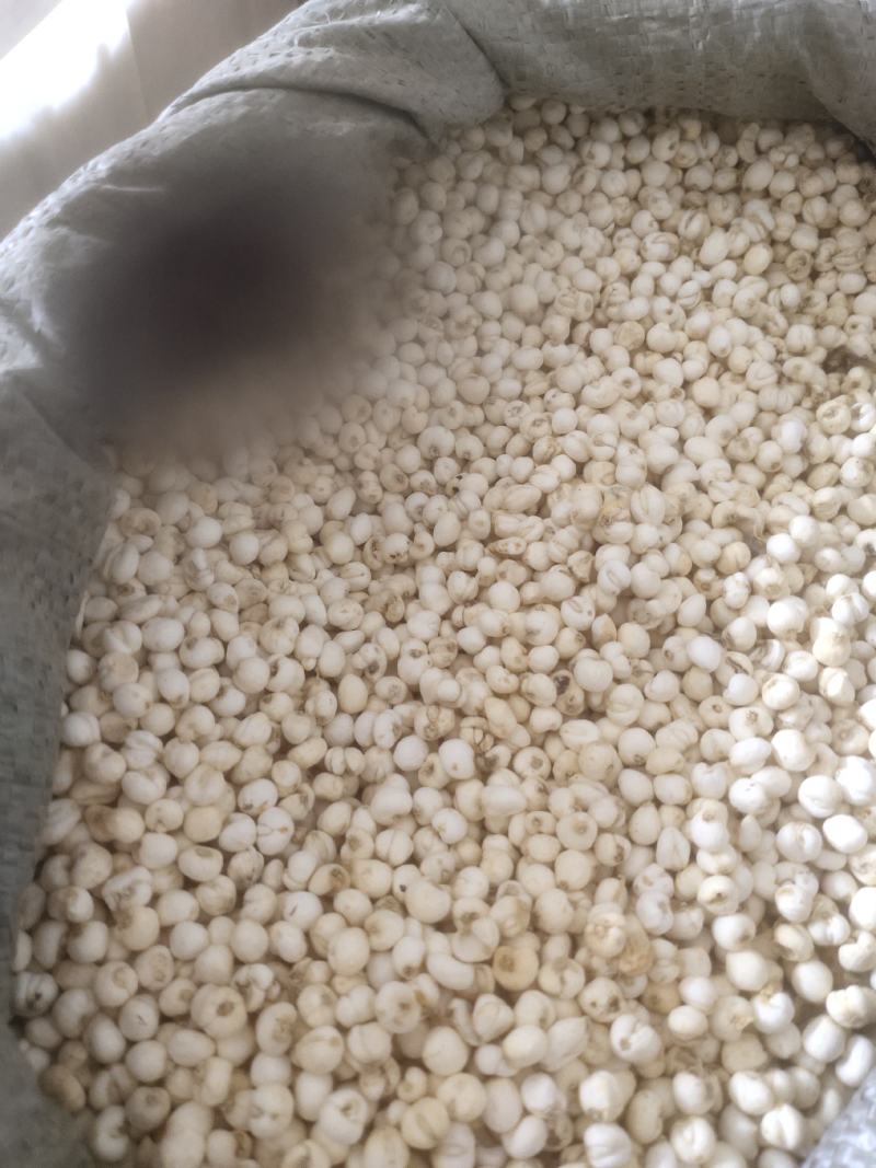 平贝浙贝贝母选装平贝母0.8