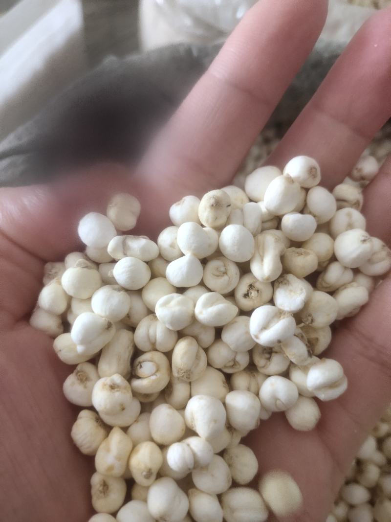 平贝浙贝贝母选装平贝母0.8