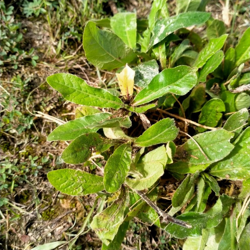 云南文山纯野生地胆草鲜品