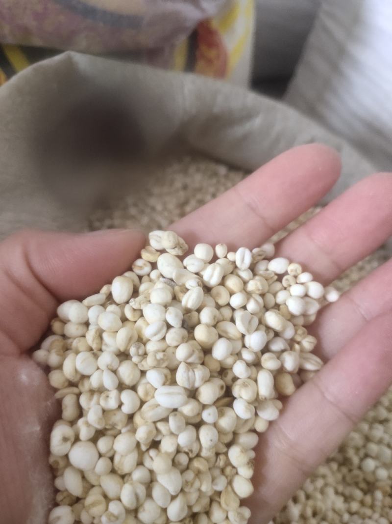 米贝小米贝平贝母浙贝母含量达标川贝母
