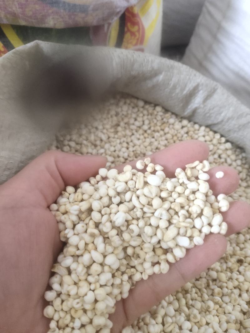 米贝小米贝平贝母浙贝母含量达标川贝母