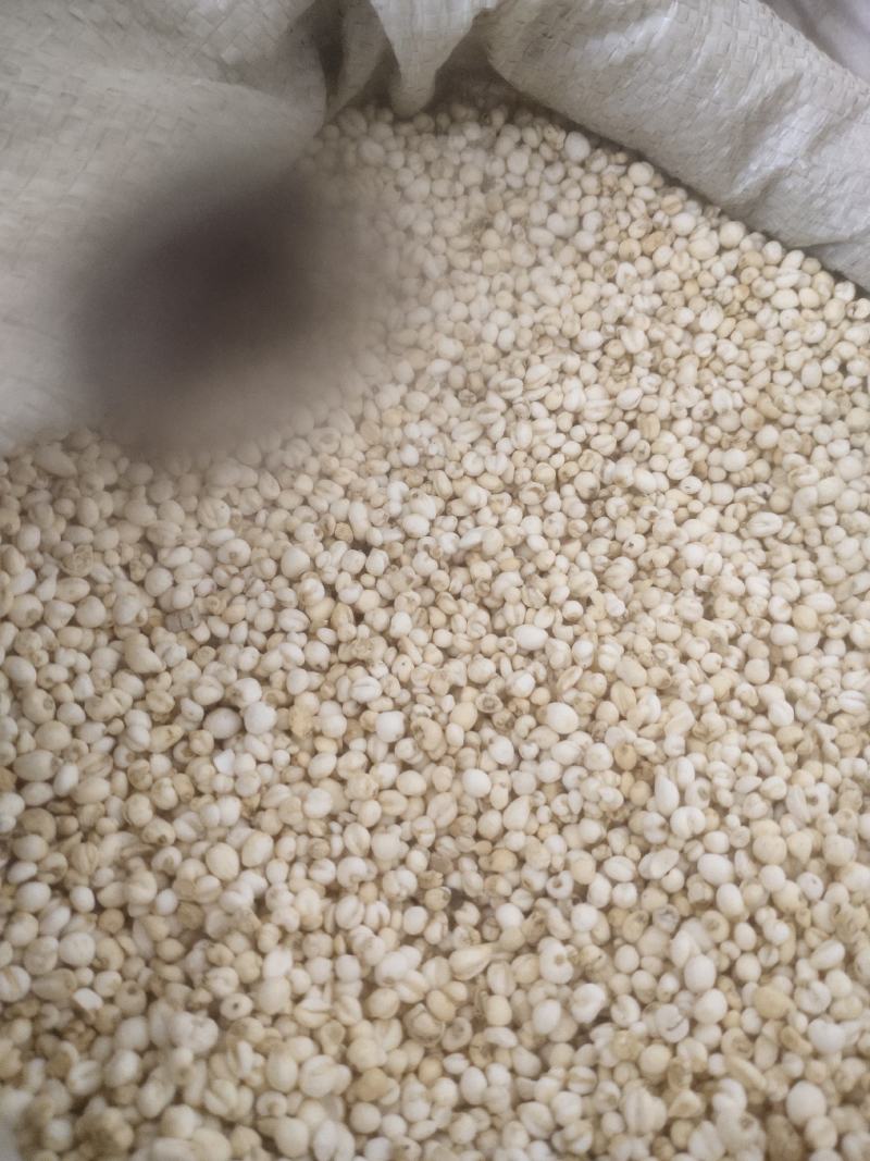 米贝小米贝平贝母浙贝母含量达标川贝母