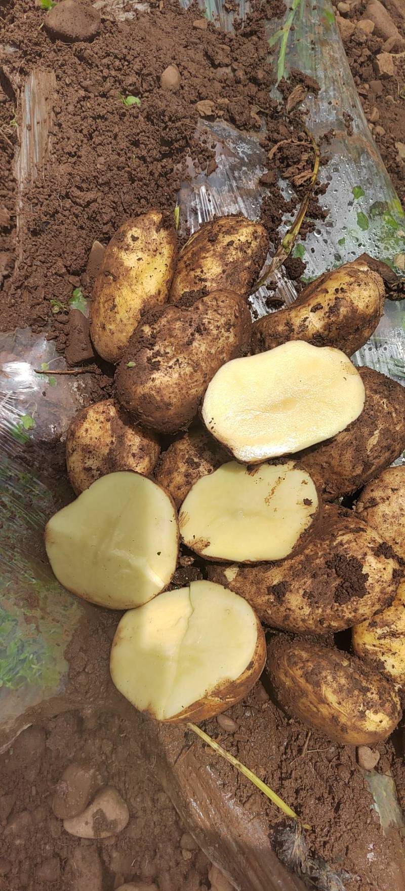 黄心土豆大凉山黄心土豆洋芋产地代办一手货源