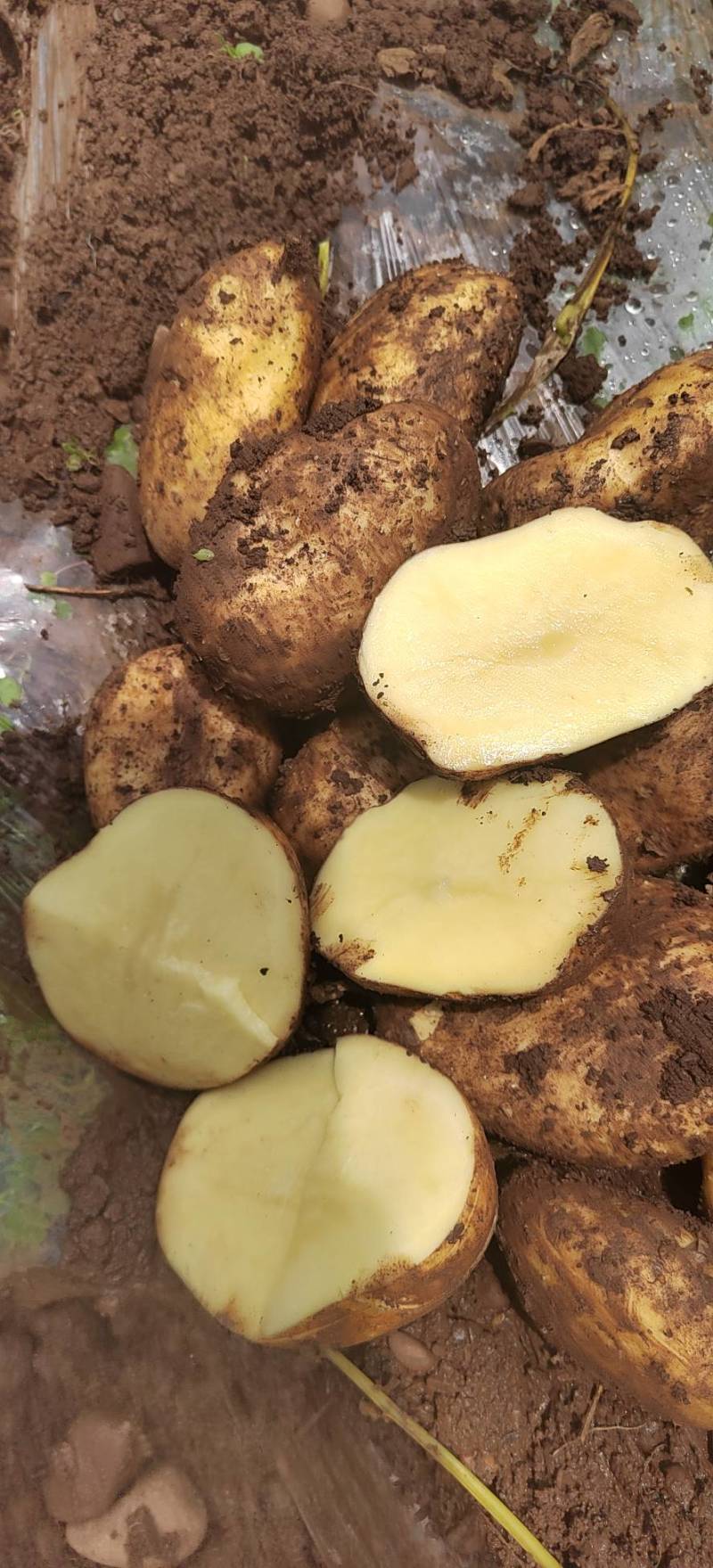 黄心土豆大凉山黄心土豆洋芋产地代办一手货源