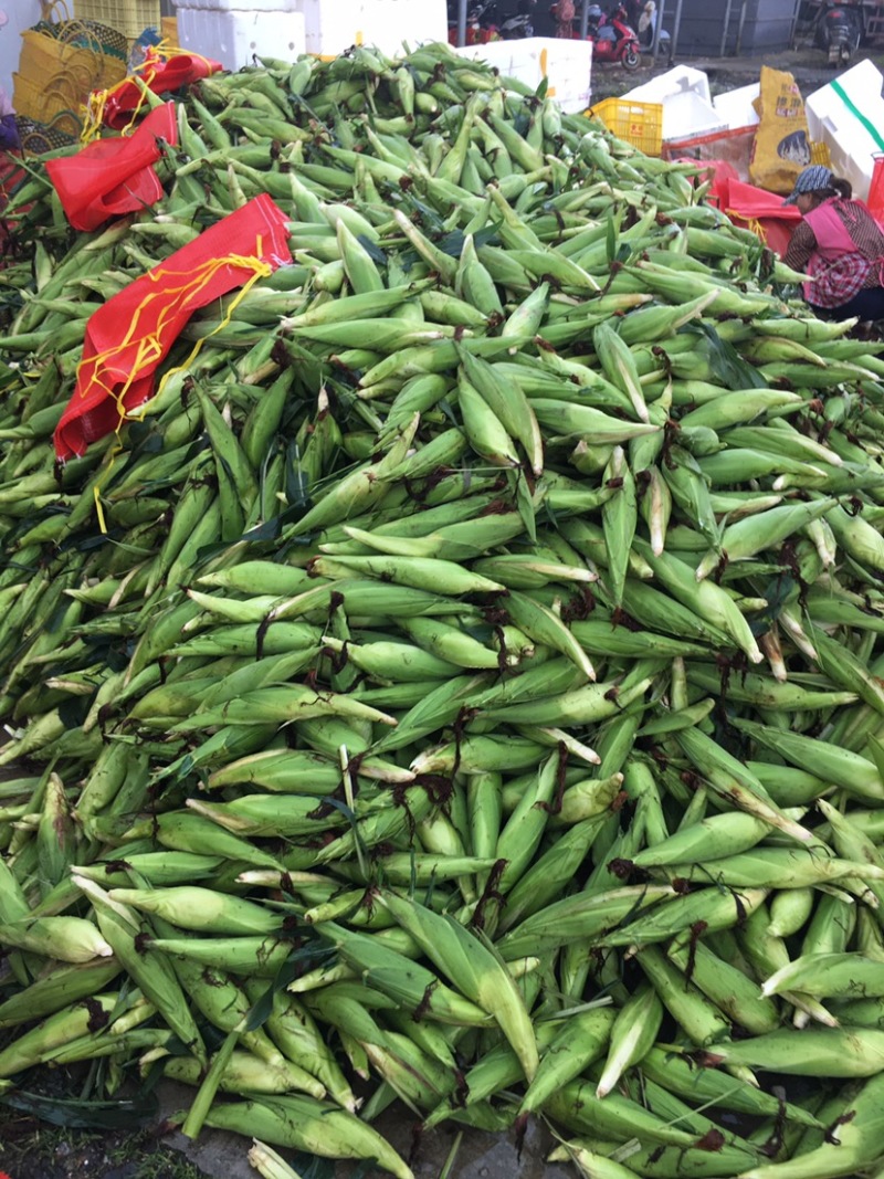 彩色糯米