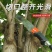 不锈钢伸缩高枝锯园林果树锯子园艺锯加长杆高空锯树枝修树锯