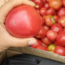 硬粉西红柿，颜色好看，有硬度，好卖好出手，一手货源。