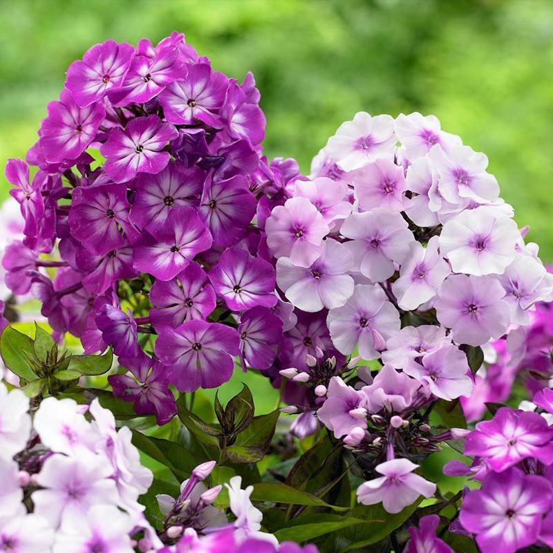 芝樱花【福禄考种子】多年生丛生植物造景观赏庭院耐寒草本花