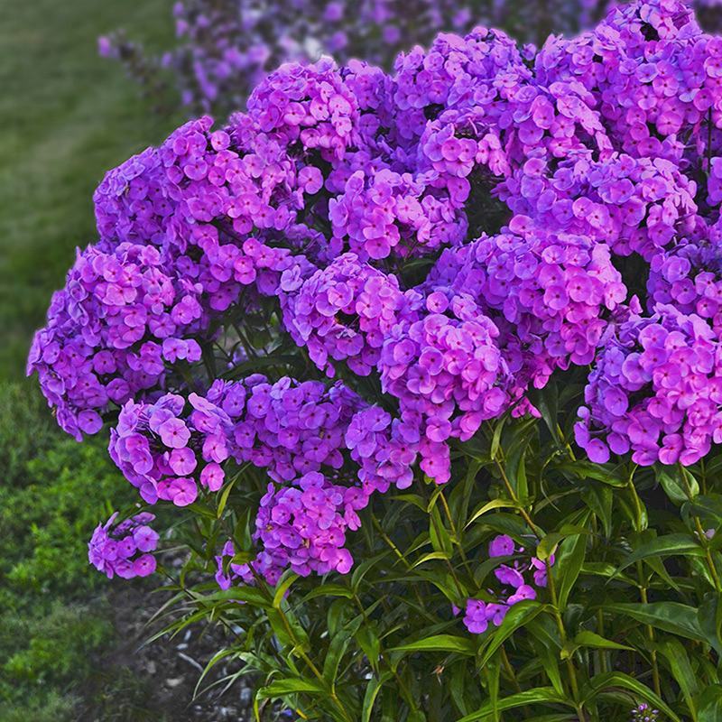 芝樱花【福禄考种子】多年生丛生植物造景观赏庭院耐寒草本花
