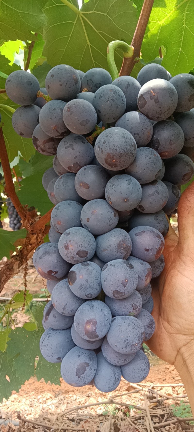 夏黑葡萄